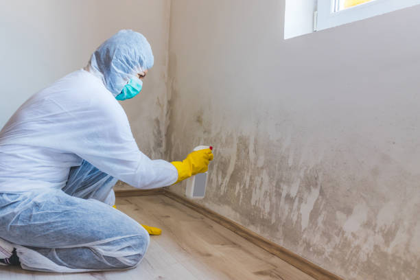 Professional mold removal team in Mount Savage
