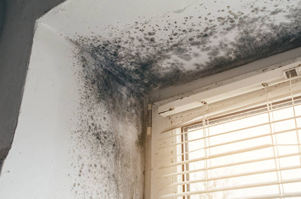 Mold Removal service in Mount Savage